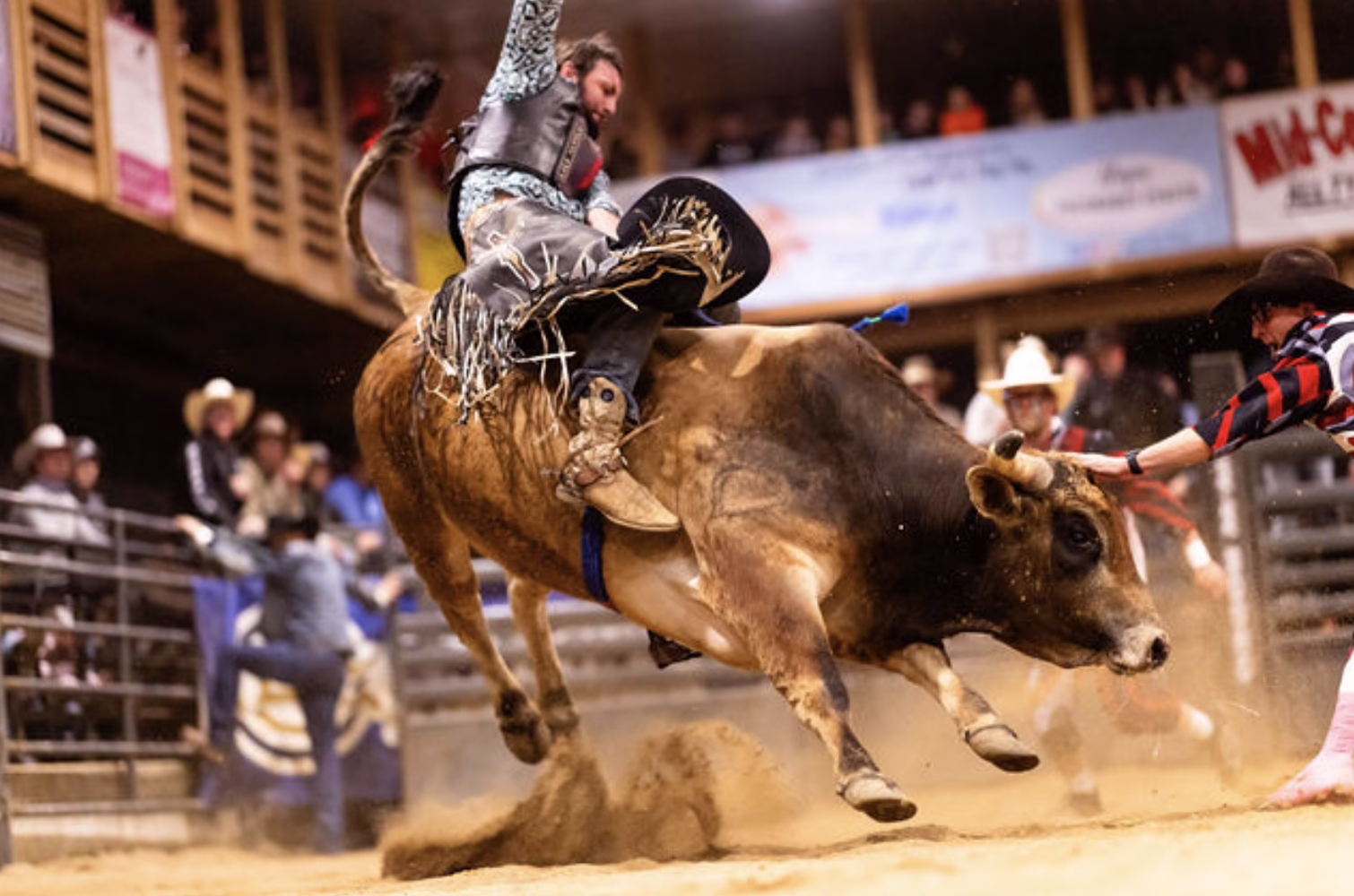 Bull Riding in Arena